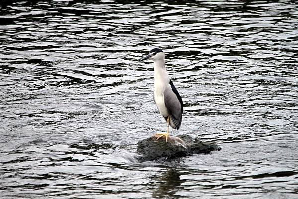 河邊鳥事-14.JPG