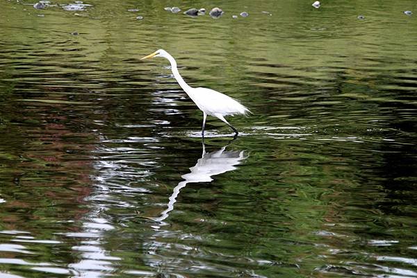 河邊鳥事-24.JPG