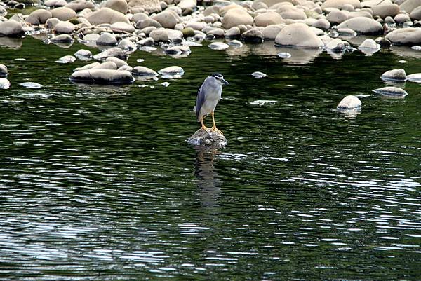 河邊鳥事-5.JPG