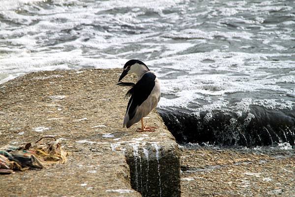 河邊鳥事-12.JPG