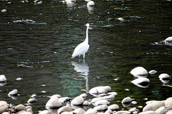 河邊鳥事-21.JPG