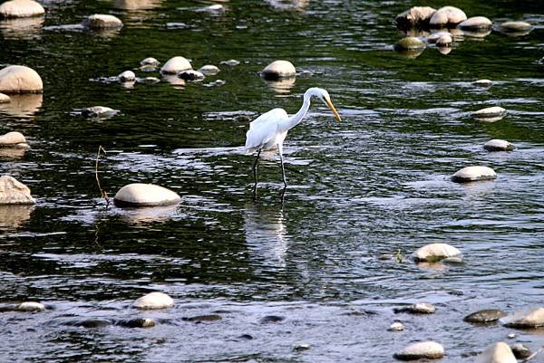 河邊鳥事-44.JPG