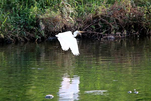 河濱鳥事-13.JPG