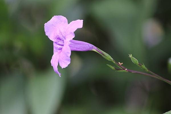  110年9月26日桃園市蘆竹區光明河濱公園拈花惹草