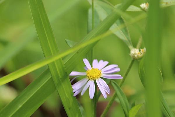  110年9月26日桃園市蘆竹區光明河濱公園拈花惹草