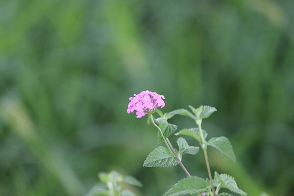  110年9月26日桃園市蘆竹區光明河濱公園拈花惹草