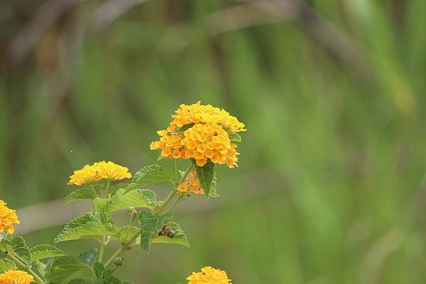  110年9月26日桃園市蘆竹區光明河濱公園拈花惹草