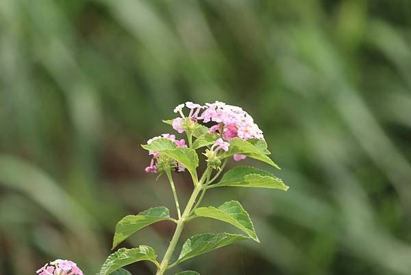  110年9月26日桃園市蘆竹區光明河濱公園拈花惹草