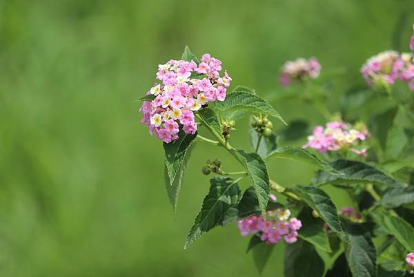  110年9月26日桃園市蘆竹區光明河濱公園拈花惹草