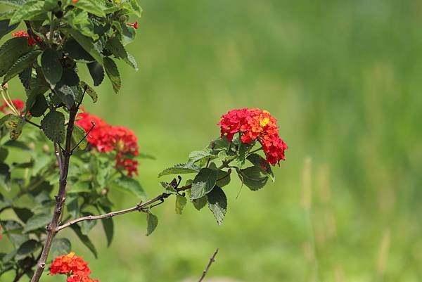  110年9月26日桃園市蘆竹區光明河濱公園拈花惹草