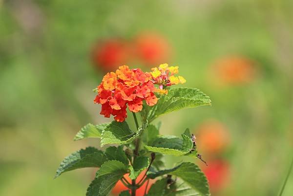  110年9月26日桃園市蘆竹區光明河濱公園拈花惹草