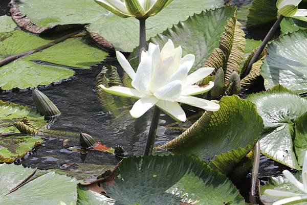  110年9月26日桃園市蘆竹區光明河濱公園拈花惹草