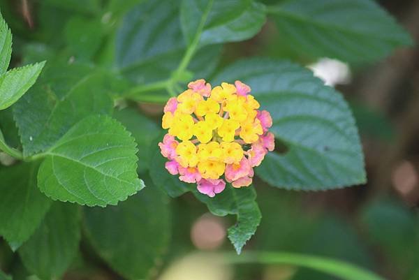  110年9月26日桃園市蘆竹區光明河濱公園拈花惹草