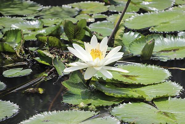  110年9月26日桃園市蘆竹區光明河濱公園拈花惹草