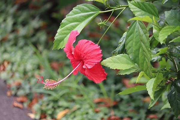  110年9月26日桃園市蘆竹區光明河濱公園拈花惹草