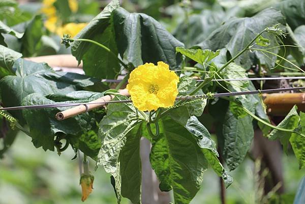  110年9月26日桃園市蘆竹區光明河濱公園拈花惹草