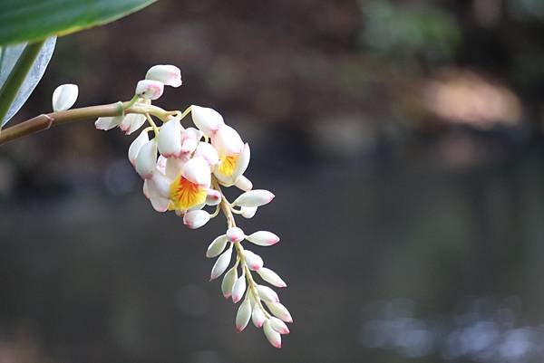  110年9月26日桃園市蘆竹區光明河濱公園拈花惹草