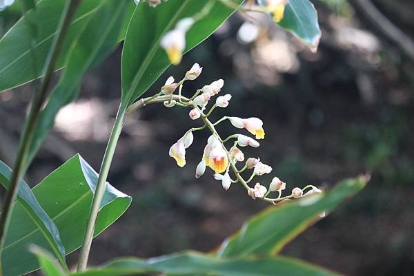  110年9月26日桃園市蘆竹區光明河濱公園拈花惹草