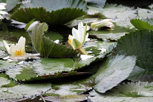 烏龜吃草餐.JPG