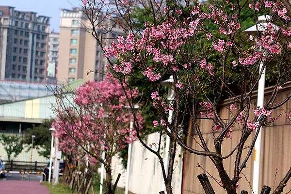 水芭蕾社區旁道路櫻花之美-2.JPG