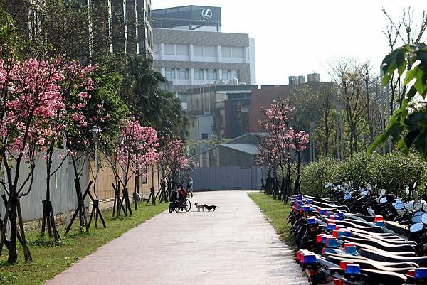 水芭蕾社區旁道路櫻花之美.JPG