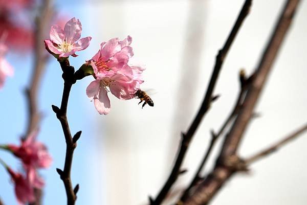 水芭蕾社區旁道路櫻花之美-8.JPG