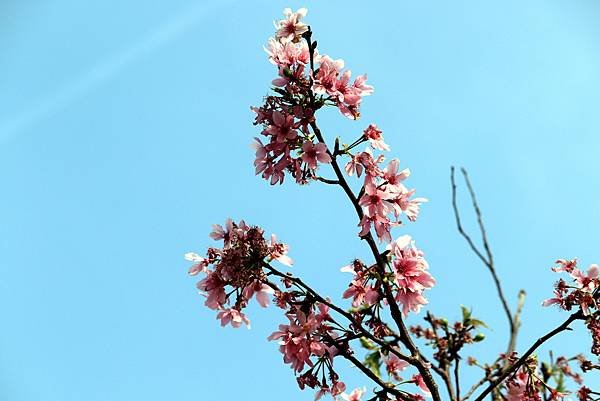 水芭蕾社區旁道路櫻花之美-10.JPG