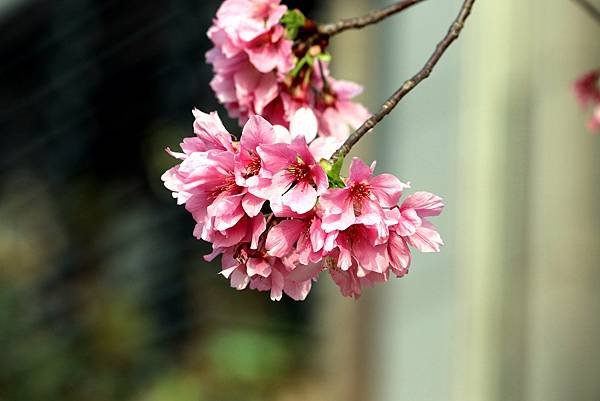 水芭蕾社區旁道路櫻花之美-21.JPG