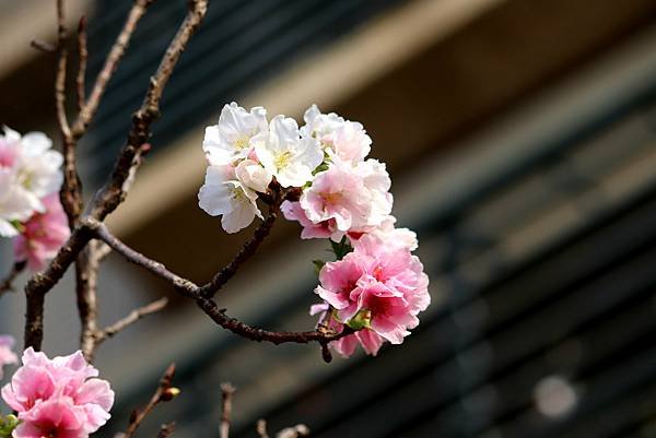 水芭蕾社區旁道路櫻花之美-24.JPG