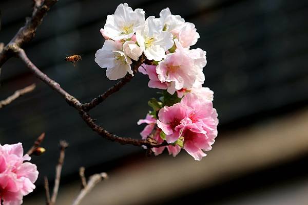 水芭蕾社區旁道路櫻花之美-27.JPG