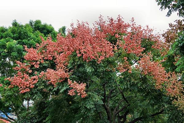 河濱公園櫟樹之美-24.JPG