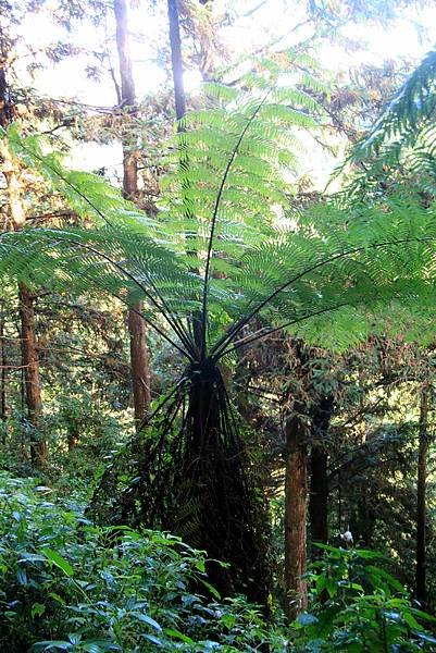 藤枝森林公園之旅-27.JPG