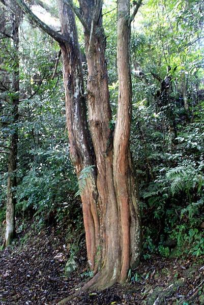 藤枝森林公園之旅-31.JPG