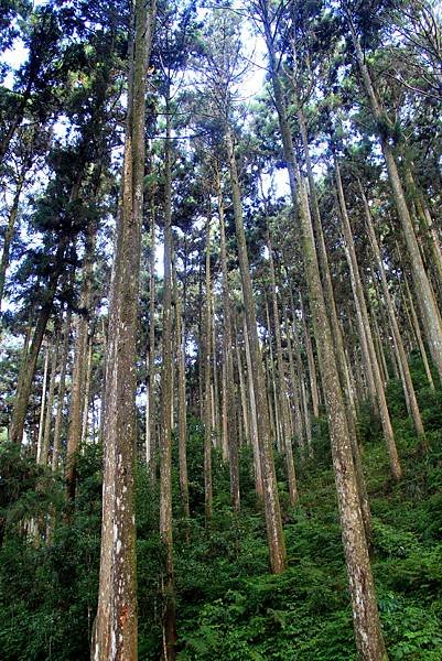 藤枝森林公園之旅-41.JPG