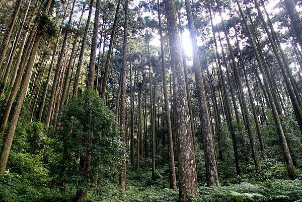 藤枝森林公園之旅-42.JPG