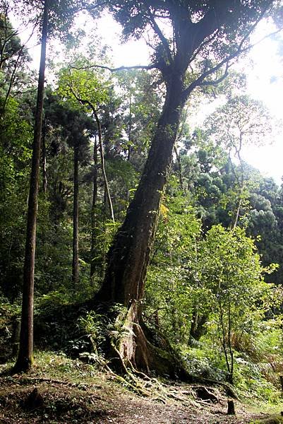 藤枝森林公園之旅-51.JPG