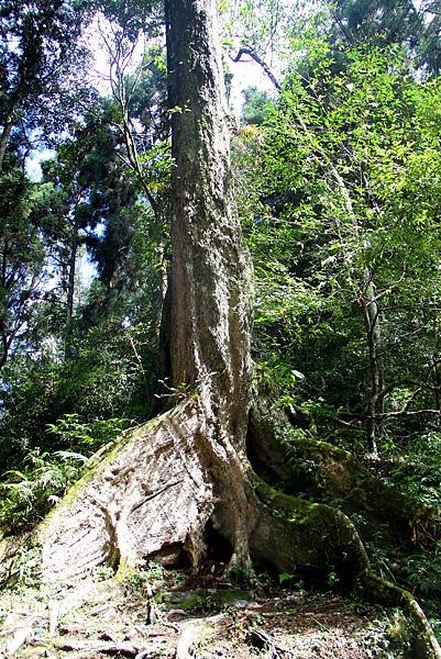 藤枝森林公園之旅-50.JPG