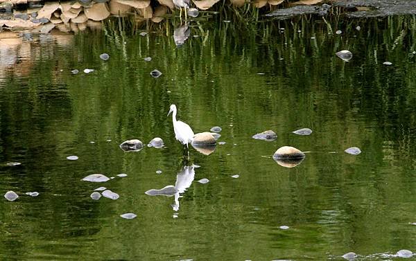 河邊鳥事-3.JPG