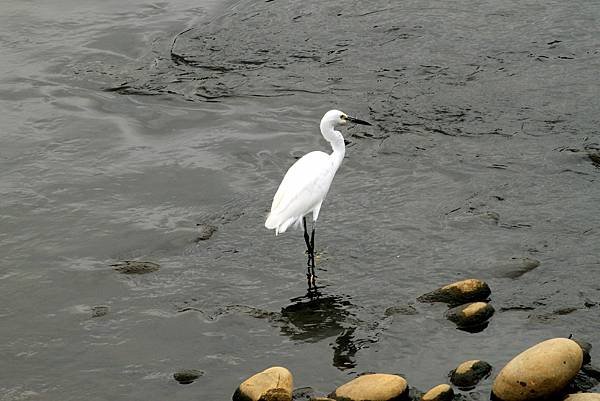 河邊鳥事-9.JPG