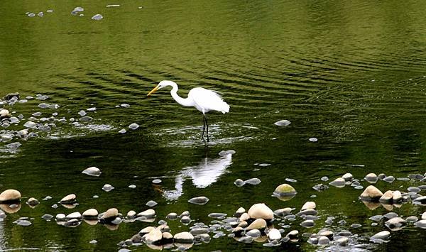 河邊鳥事-12.JPG