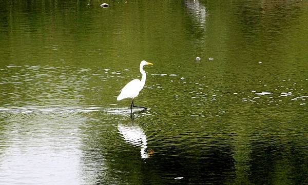 河邊鳥事-16.JPG