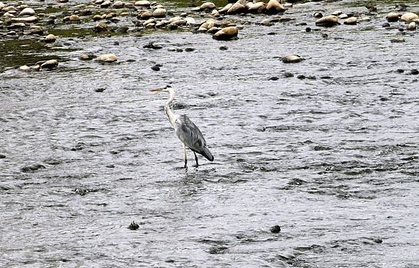 河邊鳥事-30.JPG