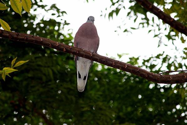 河邊鳥事-51.JPG