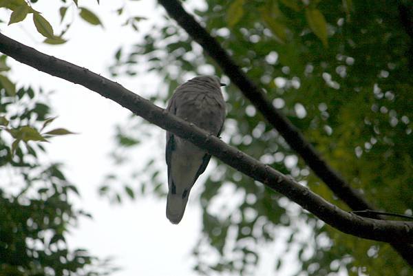 河邊鳥事-50.JPG