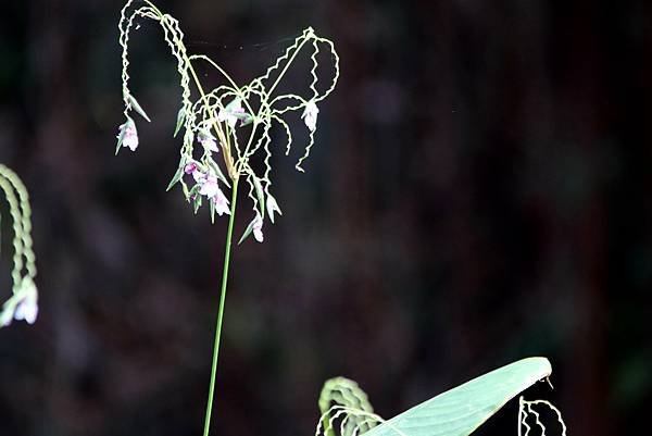 河邊拈花惹草-22.JPG