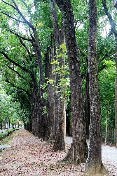 新威森林公園-25.JPG