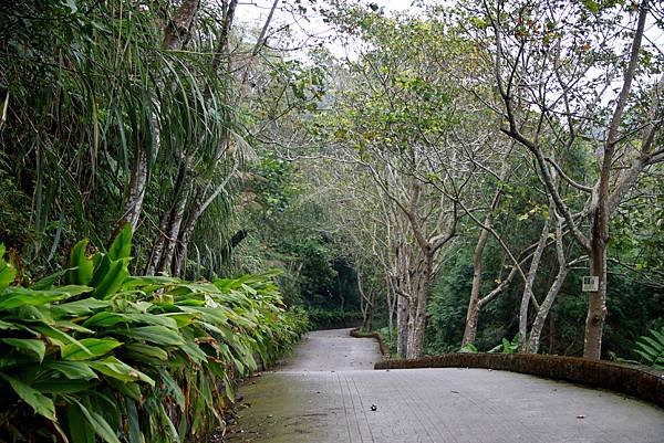 薑麻園桐花出關步道-4.JPG