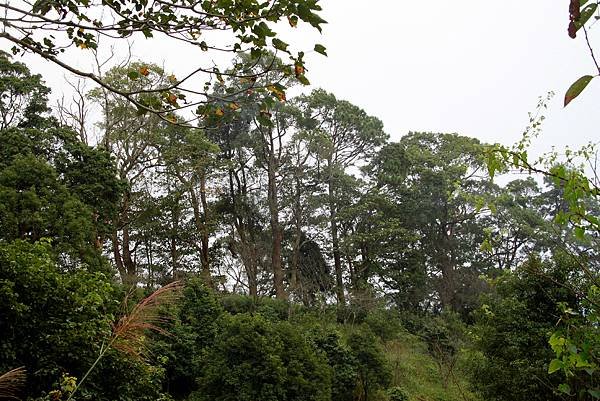 薑麻園桐花出關步道-6.JPG