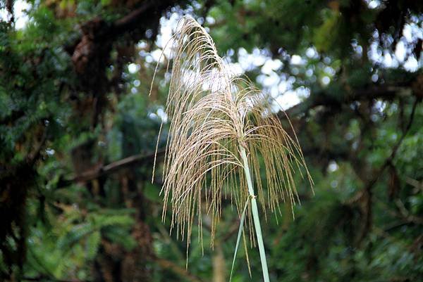 薑麻園桐花出關步道-10.JPG