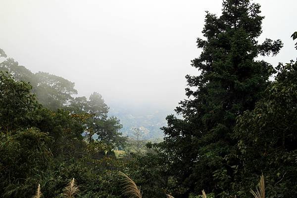 薑麻園桐花出關步道-9.JPG